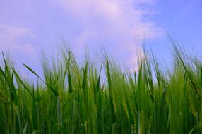 Lawn Field Meadow