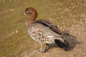 Animal World Nature Bird