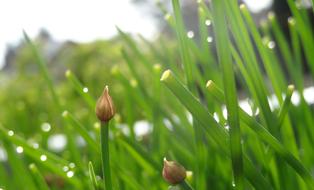 Grass Growth Plant