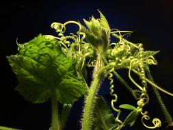 Tendrils Green Leaves