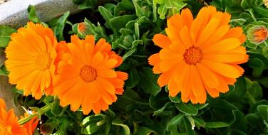 Flower Plant Nature