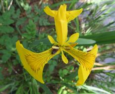 Nature Flora Flower