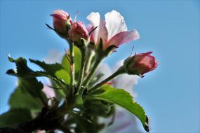 flowers are big green beautiful sky