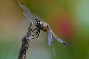 Dragonfly Summer Nature