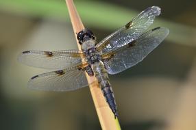 Dragonfly Macro Nature