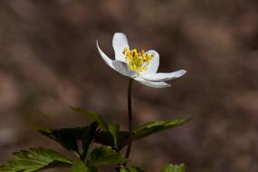 The Nature Of Flower Anemones