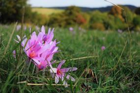 Nature Lawn Flower