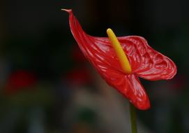 Calla Lily Flowers Garden