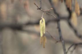 Outdoors Nature Tree
