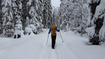 Hiking Snow Forest