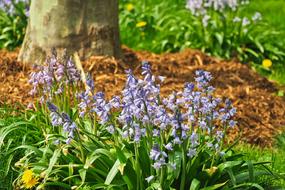 Flower Bluebell Blue Star