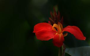 Red Flowers Blossom