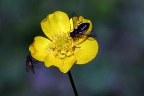 The Nature Of Insect