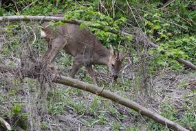 Roe Deer Hirsch Wild