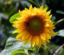 one flower is a yellow insect