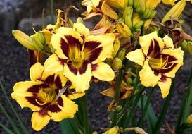 Flower Yellow Nature