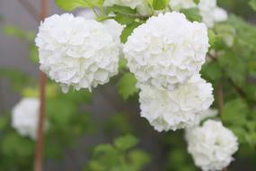 the flowers are beautiful white green