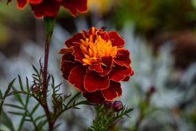 Nature Flower Plant