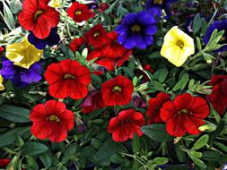 Flower Nature Summer