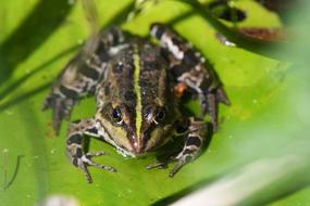 Frog Amphibian Nature Animal