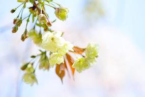 Flowers Natural Cherry