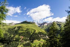 Hohe Tauern Mountains Forest