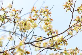 Flowers Natural Cherry