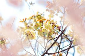 Flowers Natural Cherry