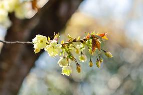 Flowers Natural Cherry