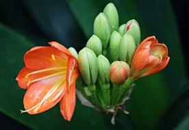 Flower Nature Plant No