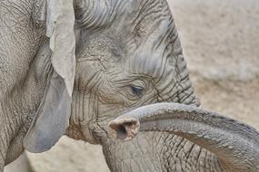 Elephant Proboscis Animal World