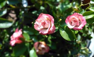 Nature Flower Plant