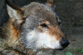 Nature Mammals Animals