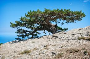 Nature Landscape Tree