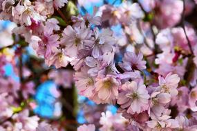 Flower Cherry Wood Plant