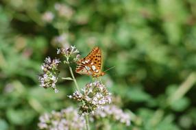 Butterfly Flowers Summer