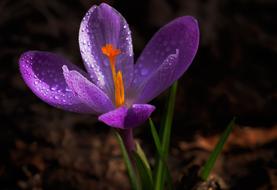 Krokus Flower Spring