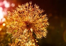 Blossom Bloom Withered Onion