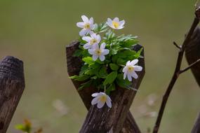 Wood Anemone Flower