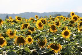 Cornflower Bloom Plant