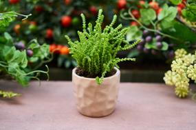 Flower Flowerpot Nature