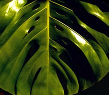Plant Philodendron