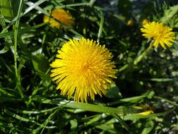 Nature Flower Summer