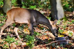 Hirsch Roe Deer Doe