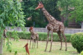 giraffe family in zoo