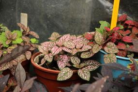 Gipoestes Hypoestes Plant