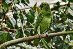 Nature Bird Parrot Animal