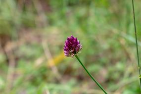 Nature Green Flower