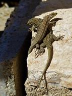 Lizard Reptile Nature