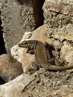 Nature Lizard Reptile